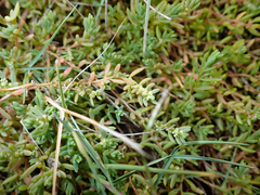Suaeda novae-zelandiae