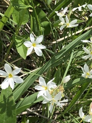 Sisyrinchium