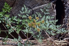 Lomatium dissectum