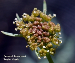 Lomatium dissectum