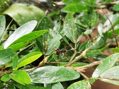 Dolichoderus attelaboides