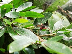 Dolichoderus attelaboides