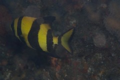 Oplegnathus robinsoni