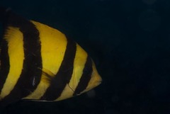 Oplegnathus robinsoni