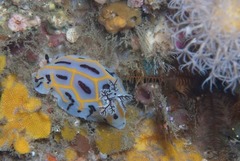 Halgerda dichromis
