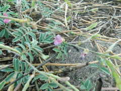 Tephrosia cinerea