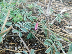 Tephrosia cinerea