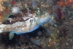 Canthigaster punctata
