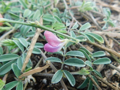 Tephrosia cinerea