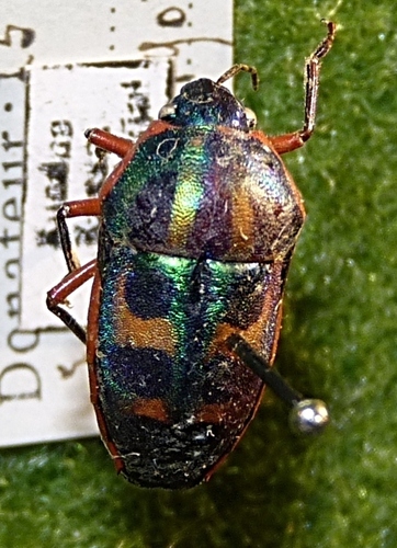 Rainbow Shield Bug