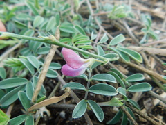 Tephrosia cinerea