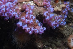 Pycnoclavella