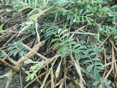 Tephrosia cinerea