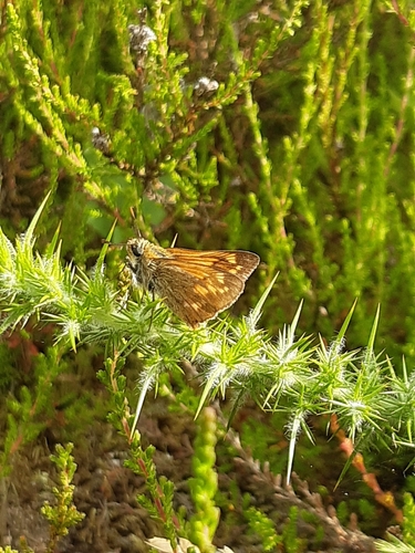 Ochlodes sylvanus