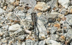 Phanogomphus
