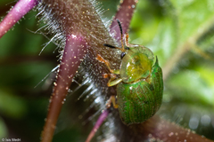 Gratiana spadicea