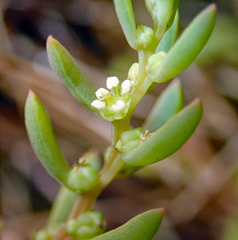 Suaeda novae-zelandiae