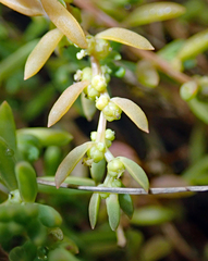 Suaeda novae-zelandiae