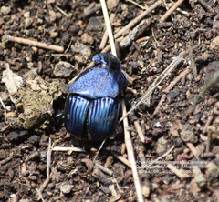 Phanaeus adonis