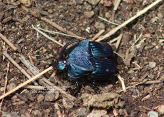 Phanaeus adonis