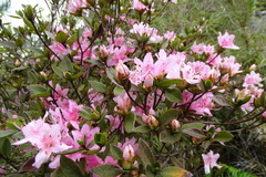 Rhododendron rubropilosum