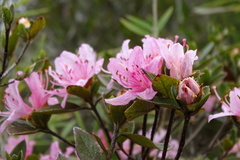 Rhododendron rubropilosum