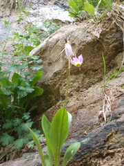 Primula pauciflora zionensis