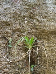 Primula pauciflora zionensis