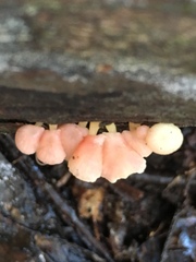 Mycena roseoflava