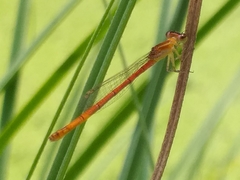 Agriocnemis minima
