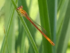 Agriocnemis minima