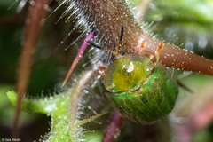 Gratiana spadicea