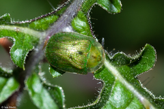 Gratiana spadicea