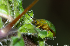 Gratiana spadicea