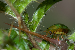 Gratiana spadicea