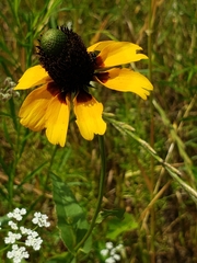 Rudbeckia amplexicaulis