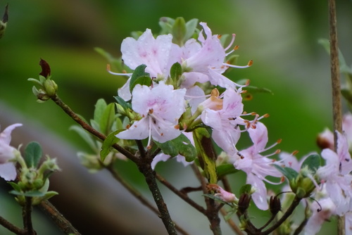 Rhododendron lasiostylum observed 2019-05-25