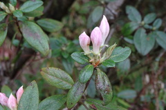 Rhododendron lasiostylum
