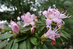 Rhododendron lasiostylum
