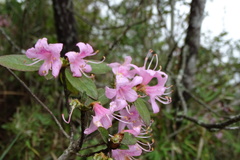 Rhododendron lasiostylum