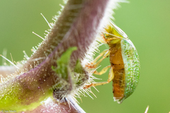 Gratiana spadicea