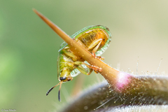 Gratiana spadicea