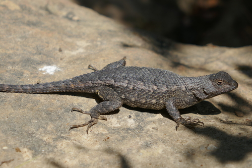 iNaturalist observation photo of Great Basin Fence Lizard