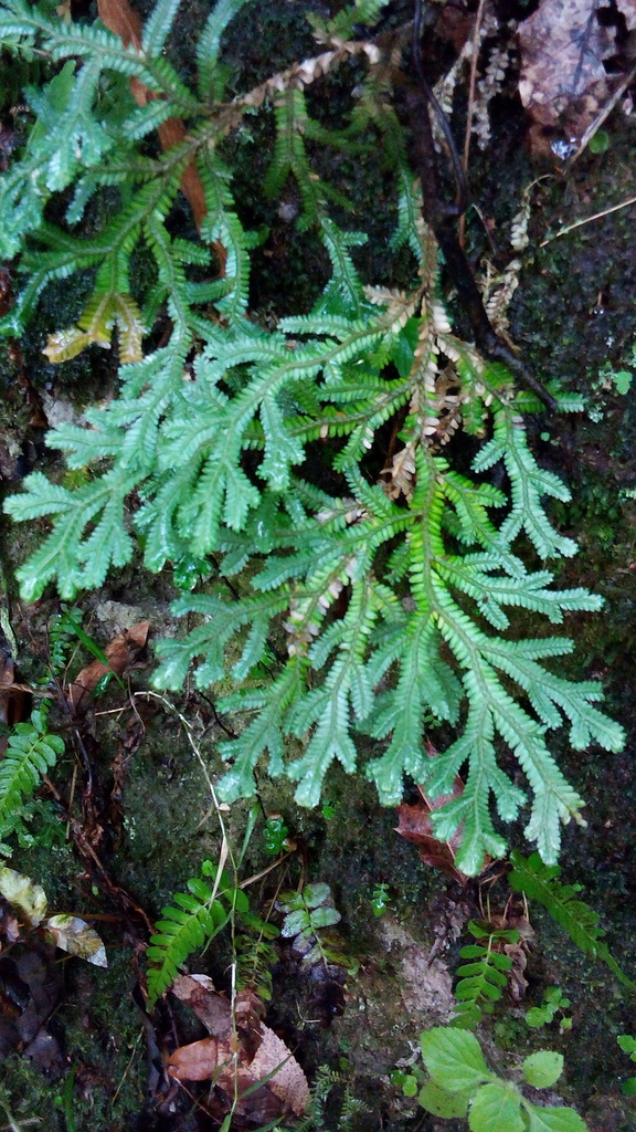 Sélaginelle de Martens (Selaginella martensii)