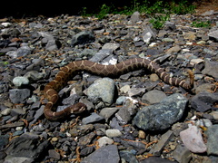 Crotalus oreganus