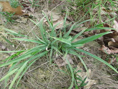 Carex glaucodea