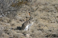 Lepus californicus asellus