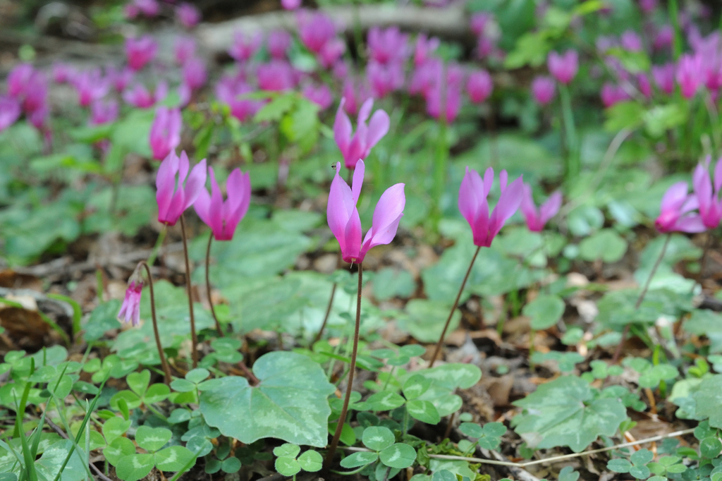 Spring Sowbread