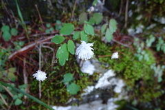 Thalictrum urbainii