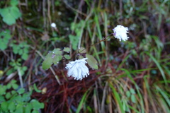 Thalictrum urbainii